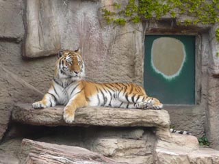 円山動物園　虎